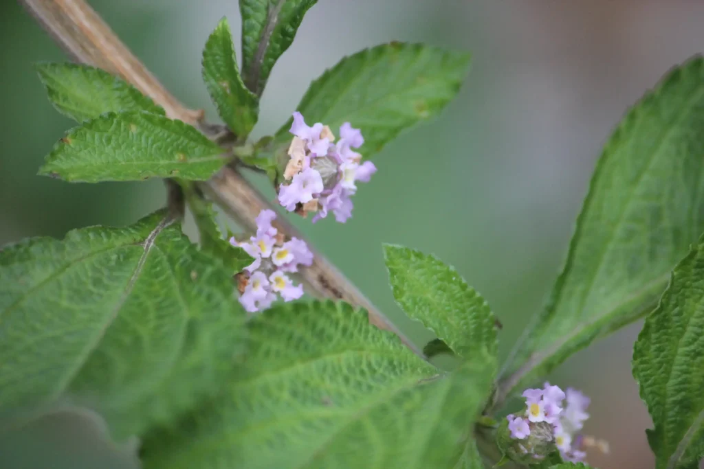 Zartviolette Blüten der Mexikanischen Zitronenmelisse (Lippia alba) in Nahaufnahme.