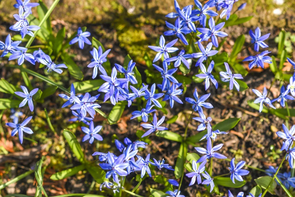 Blaue, sternförmige Blüten des Schneeglanzes als Frühblüher im Gartenbeet.