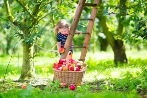 Kleinkind pflückt Äpfel bei der Apfelernte an einer Holzleiter neben einem gefüllten Weidenkorb im Obstgarten.