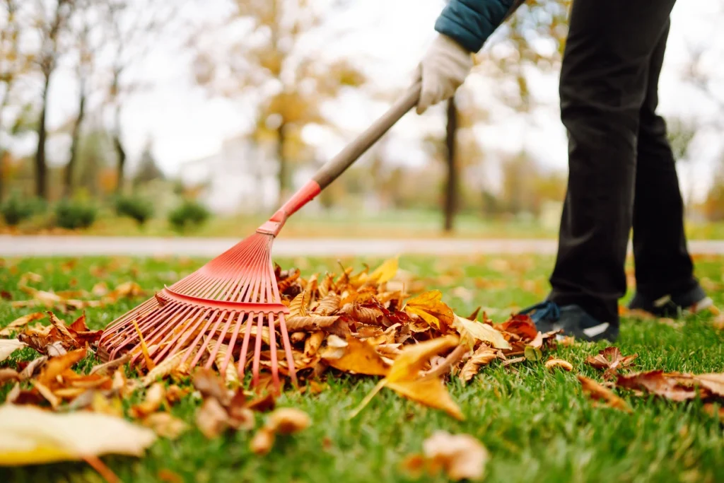 Eine Person harkt trockenes Herbstlaub mit einer roten Laubharke auf dem Rasen zusammen.