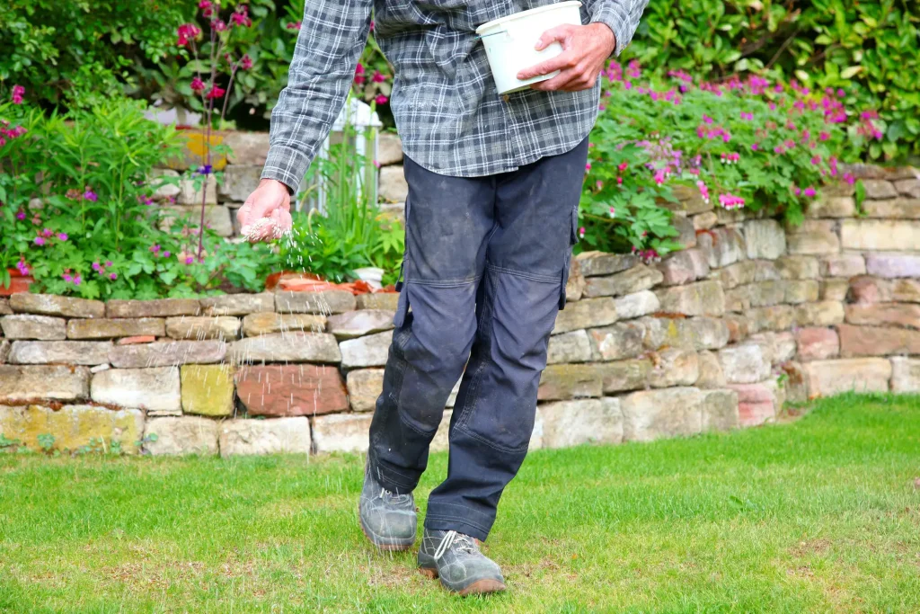 Gärtner streut per Hand Rasensamen zur Nachsaat auf eine geschädigte Rasenfläche im Garten.
