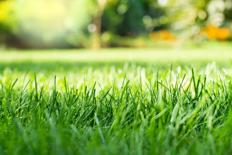 Nahaufnahme von frisch gemähtem, grünem Rasen im sonnigen Garten mit verschwommenem Hintergrund.