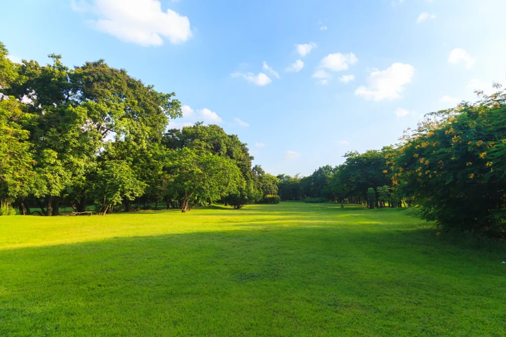 Weitläufiger Landschaftsrasen in einem weiträumigen Park mit großen Laubbäumen.