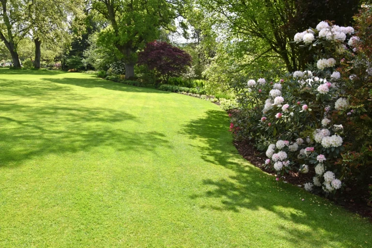 Saftig grüne Rasenfläche im Garten mit schattigen Bereichen und blühenden Rhododendronsträuchern.