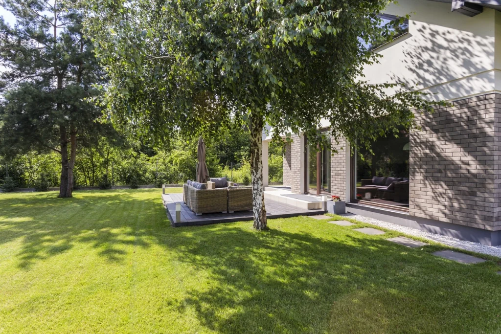 Dichter Schattenrasen unter einer Birke vor einer Holzterrasse und einem modernen Wohnhaus.