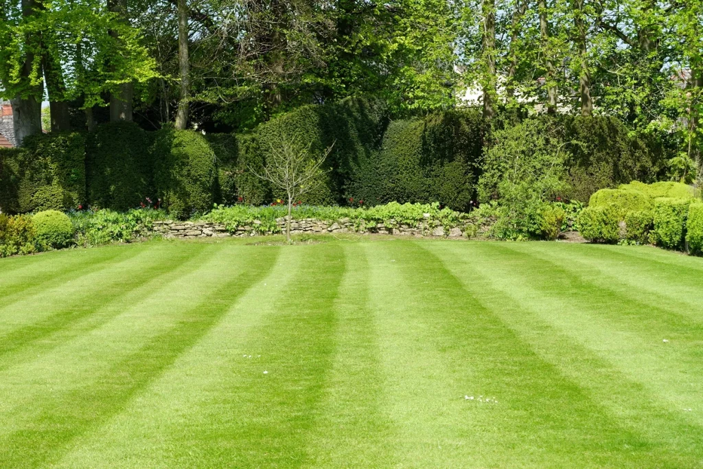Präzise gemähter Rasen mit Streifenmuster in einer gepflegten Gartenanlage mit Hecken.
