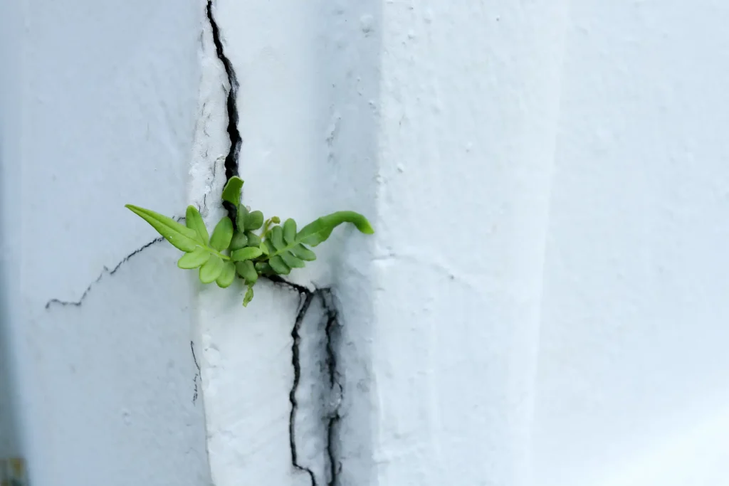 Kleiner Farn wächst aus einem Riss in einer weißen Betonwand.