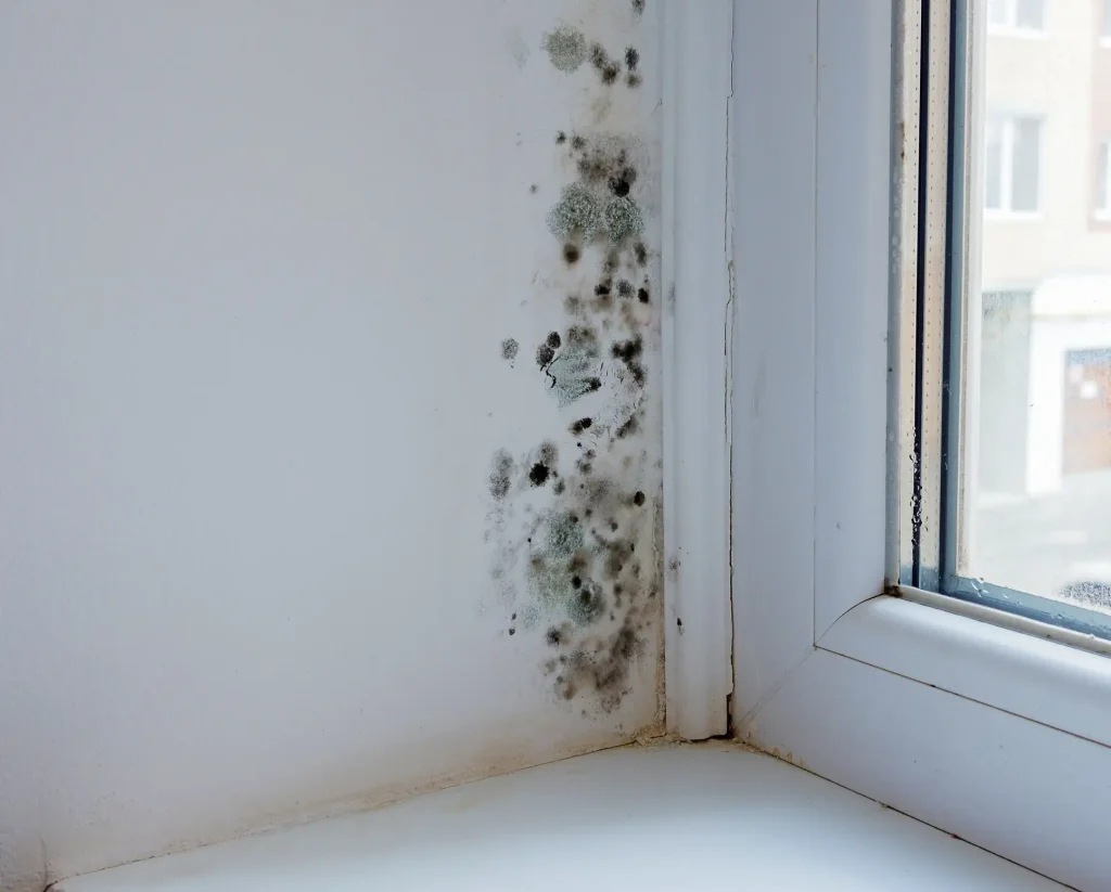 Schimmelbefall an der Innenwand eines Wohnraums, direkt neben einem weißen Kunststofffenster. Die betroffene Stelle ist stark mit schwarzen, grünen und grauen Schimmelflecken durchzogen, besonders im unteren Wandbereich. Die Fensterlaibung zeigt leichte Verschmutzungen und Anzeichen von Feuchtigkeit im Mauerwerk.