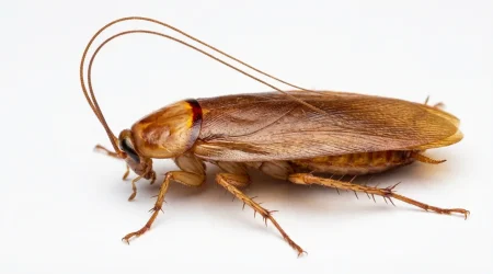 Nahaufnahme eines Amerikanische Großschabe (Periplaneta americana) – Detailansicht zur Schädlingserkennung