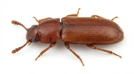 Nahaufnahme eines Amerikanischer Reismehlkäfer (Tribolium confusum) – Detailansicht zur Schädlingserkennung