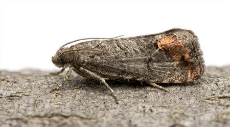 Nahaufnahme eines Apfelwickler (Cydia pomonella) – Detailansicht zur Schädlingserkennung