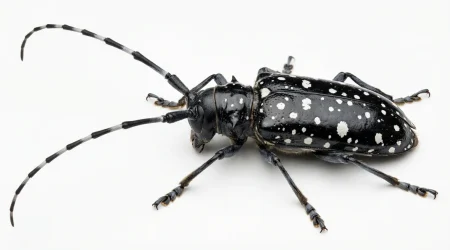 Nahaufnahme eines Asiatischer Laubholzbockkäfer (Anoplophora glabripennis) – Detailansicht zur Schädlingserkennung