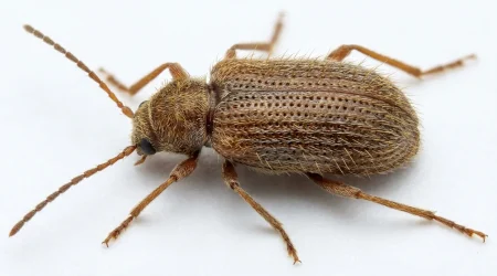 Nahaufnahme eines Australischer Diebkäfer (Ptinus tectus) – Detailansicht zur Schädlingserkennung