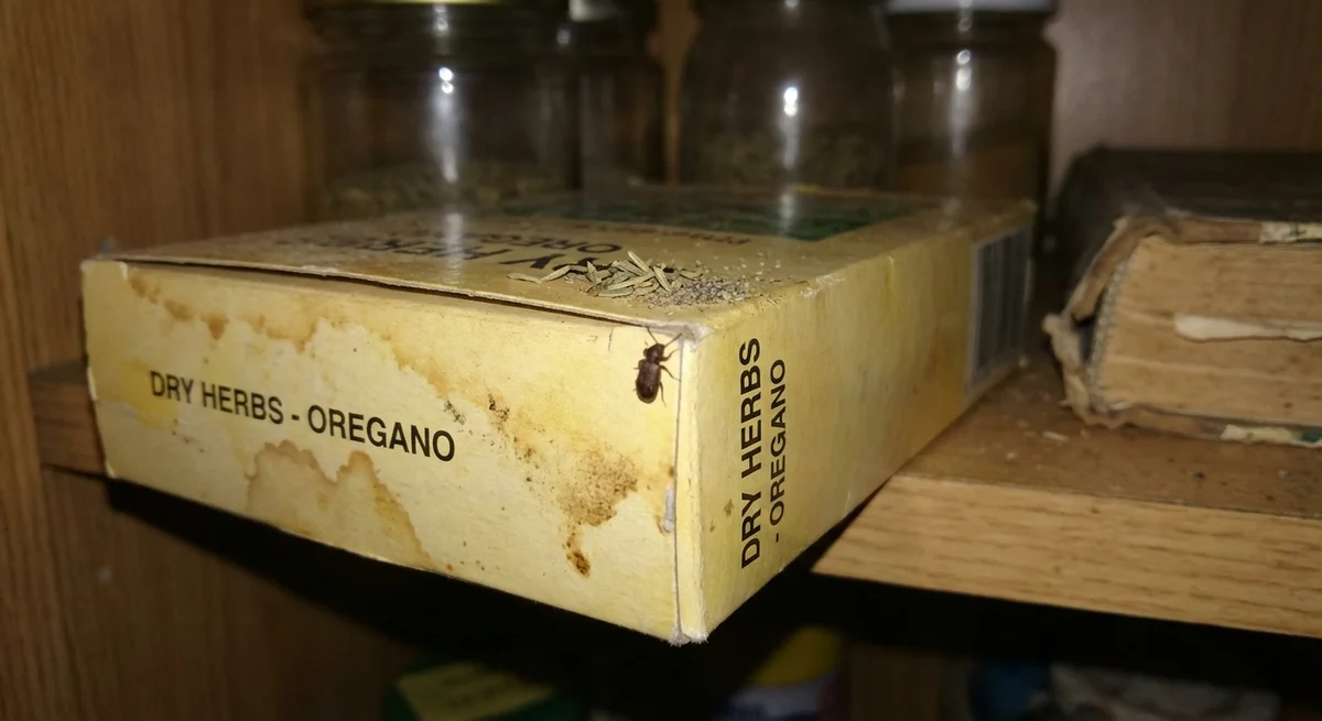 Australischer Diebkäfer (Ptinus tectus) in typischer Umgebung – Befall erkennen und bekämpfen