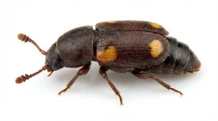 Nahaufnahme eines Backobstkäfer (Carpophilus hemipterus) – Detailansicht zur Schädlingserkennung