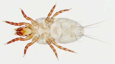 Nahaufnahme eines Backobstmilbe (Carpoglyphus lactis) – Detailansicht zur Schädlingserkennung