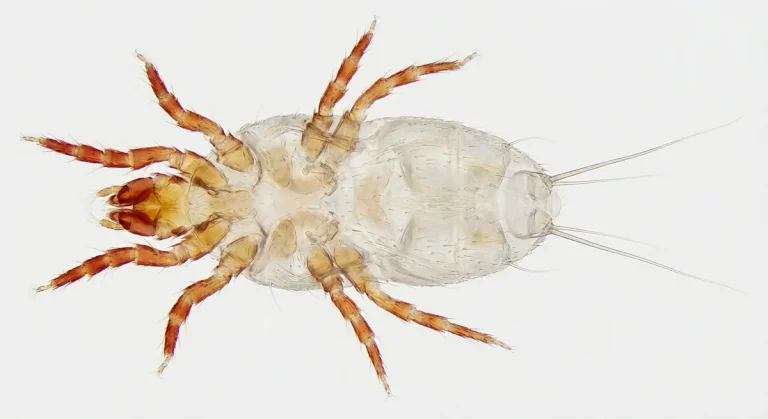 Nahaufnahme eines Backobstmilbe (Carpoglyphus lactis) – Detailansicht zur Schädlingserkennung