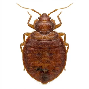 Nahaufnahme eines Bettwanze (Cimex lectularius) – Detailansicht zur Schädlingserkennung