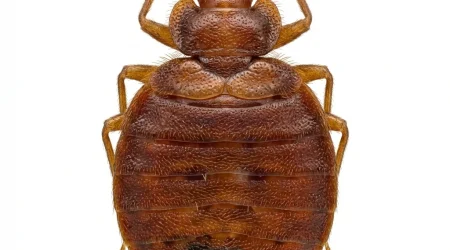 Nahaufnahme eines Bettwanze (Cimex lectularius) – Detailansicht zur Schädlingserkennung