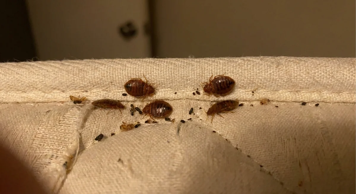 Bettwanze (Cimex lectularius) in typischer Umgebung – Befall erkennen und bekämpfen