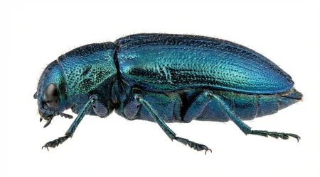 Nahaufnahme eines Blaue Kiefernprachtkäfer (Phaenops cyanea) – Detailansicht zur Schädlingserkennung