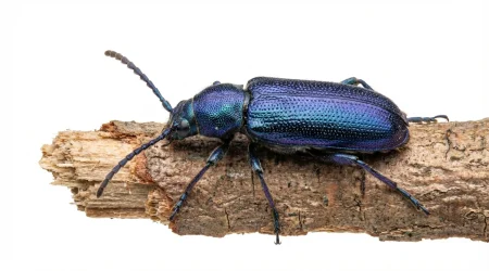 Nahaufnahme eines Blauer Scheibenbock (Callidium violaceum) – Detailansicht zur Schädlingserkennung
