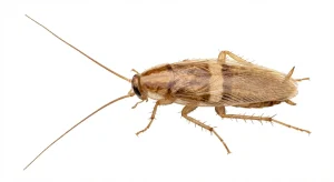 Nahaufnahme eines Braunbandschabe (Supella longipalpa) – Detailansicht zur Schädlingserkennung