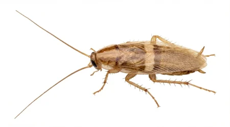 Nahaufnahme eines Braunbandschabe (Supella longipalpa) – Detailansicht zur Schädlingserkennung