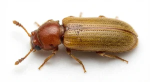 Nahaufnahme eines Brauner Splintholzkäfer (Lyctus brunneus) – Detailansicht zur Schädlingserkennung
