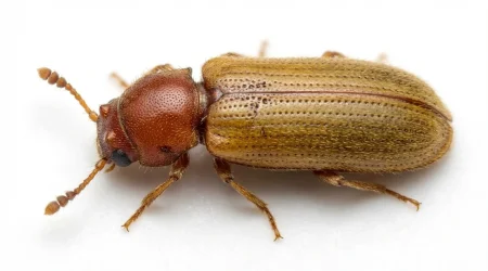 Nahaufnahme eines Brauner Splintholzkäfer (Lyctus brunneus) – Detailansicht zur Schädlingserkennung