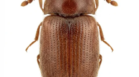 Nahaufnahme eines Brotkäfer (Stegobium paniceum) – Detailansicht zur Schädlingserkennung