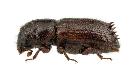 Nahaufnahme eines Buchdrucker (Ips typographus) – Detailansicht zur Schädlingserkennung
