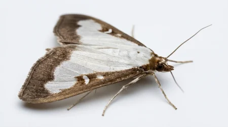 Nahaufnahme eines Buchsbaumzünsler (Cydalima perspectalis) – Detailansicht zur Schädlingserkennung