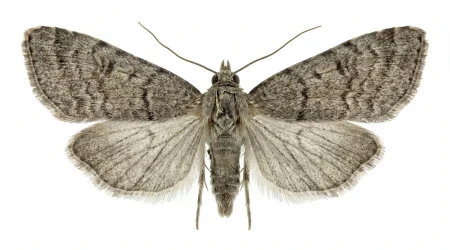 Nahaufnahme eines Feigenmotte (Cadra figulilella) – Detailansicht zur Schädlingserkennung