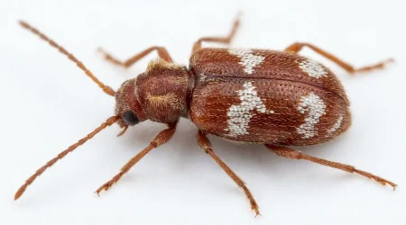 Nahaufnahme eines Diebkäfer (Ptinus fur) – Detailansicht zur Schädlingserkennung