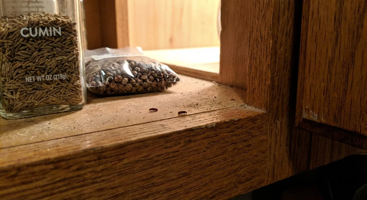 Diebkäfer (Ptinus fur) in typischer Umgebung – Befall erkennen und bekämpfen