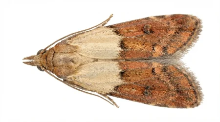 Nahaufnahme eines Dörrobstmotte (Plodia interpunctella) – Detailansicht zur Schädlingserkennung