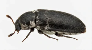 Nahaufnahme eines Dornspeckkäfer (Dermestes maculatus) – Detailansicht zur Schädlingserkennung