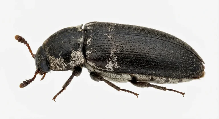 Nahaufnahme eines Dornspeckkäfer (Dermestes maculatus) – Detailansicht zur Schädlingserkennung