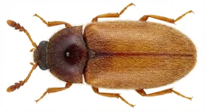 Nahaufnahme eines Brauner Pelzkäfer (Attagenus smirnovi) – Detailansicht zur Schädlingserkennung