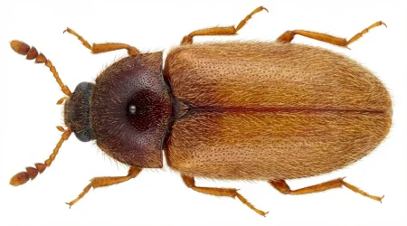 Nahaufnahme eines Brauner Pelzkäfer (Attagenus smirnovi) – Detailansicht zur Schädlingserkennung