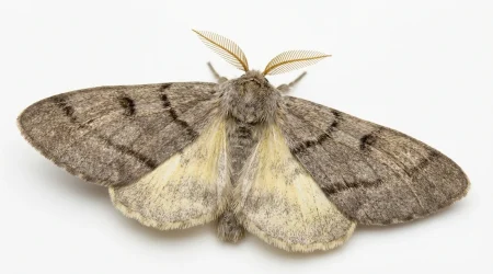 Nahaufnahme eines Eichen-Prozessionsspinner (Thaumetopoea processionea) – Detailansicht zur Schädlingserkennung