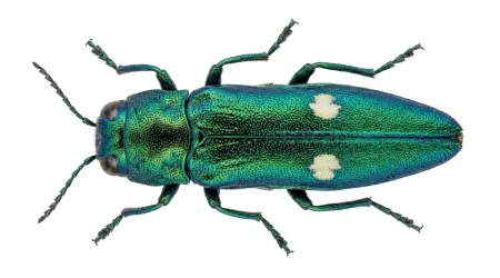 Nahaufnahme eines Eichenprachtkäfer (Agrilus biguttatus) – Detailansicht zur Schädlingserkennung