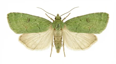 Nahaufnahme eines Eichenwickler (Tortrix viridana) – Detailansicht zur Schädlingserkennung