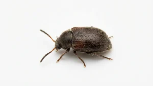 Nahaufnahme eines Linsenkäfer (Bruchus lentis) – Detailansicht zur Schädlingserkennung