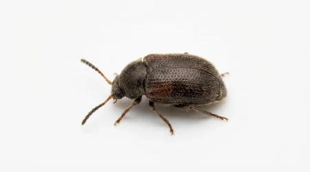 Nahaufnahme eines Linsenkäfer (Bruchus lentis) – Detailansicht zur Schädlingserkennung