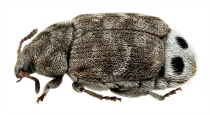 Nahaufnahme eines Erbsensamenkäfer (Bruchus pisorum) – Detailansicht zur Schädlingserkennung