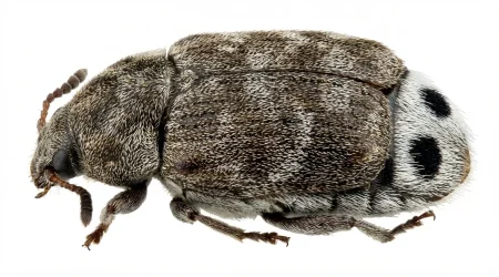 Nahaufnahme eines Erbsensamenkäfer (Bruchus pisorum) – Detailansicht zur Schädlingserkennung