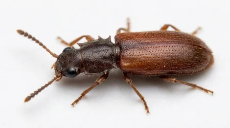 Nahaufnahme eines Erdnussplattkäfer (Oryzaephilus mercator) – Detailansicht zur Schädlingserkennung