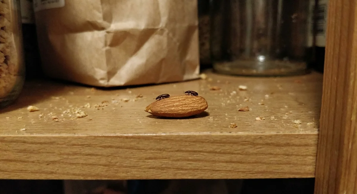 Erdnussplattkäfer (Oryzaephilus mercator) in typischer Umgebung – Befall erkennen und bekämpfen